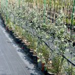 Topoľ biely (Populus alba) ´NIVEA´ - výška 100-120 cm, kont. C3L